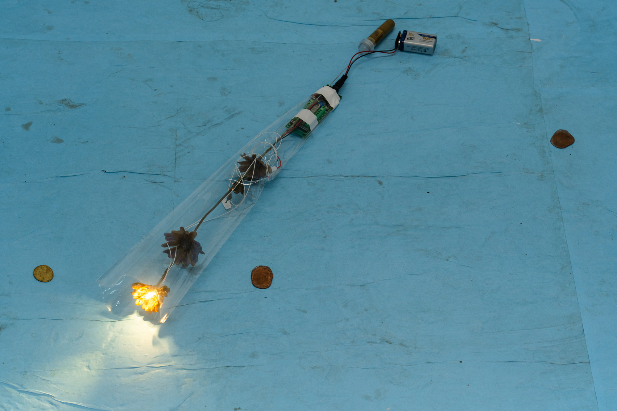 Microcosm, 2024
